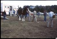 1980 Budweiser horses F'ville 05.jpg